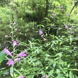 Physostegia leptophylla