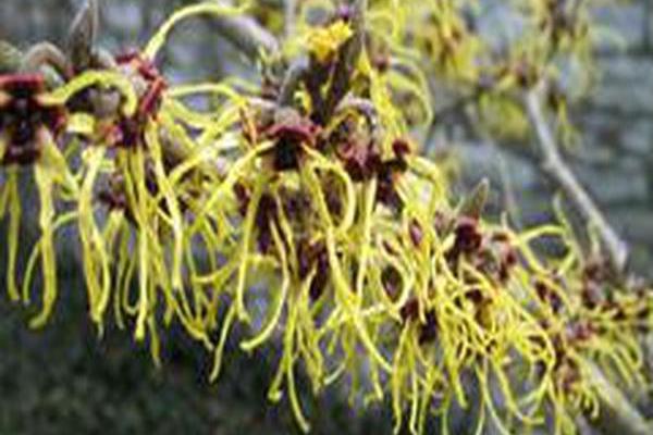 Hamamelis japonica \x27Arborea\x27 Hamamelis japonica \x27Arborea\x27
