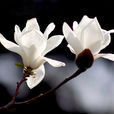 玉蘭花(玉蘭花)