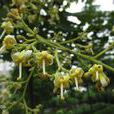 梧桐花(錦葵目梧桐科植物) 梧桐花(錦葵目梧桐科植物)