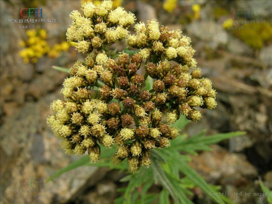 櫟葉亞菊 櫟葉亞菊