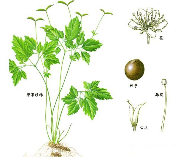 岩節連(植物) 岩節連(植物)