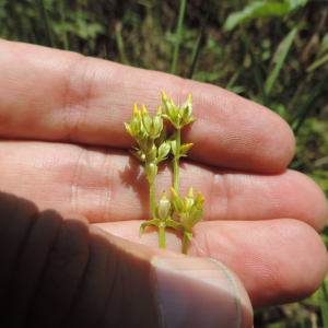 Sebaea brachyphylla