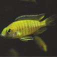 皇帝魚 皇帝魚