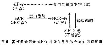 真核起始因子對蛋白質生物合成的調控作用