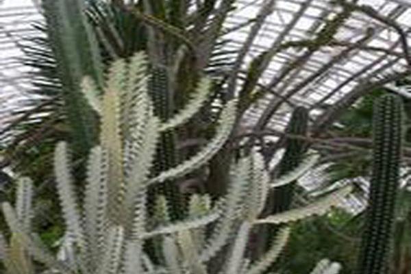 Euphorbia lactea \x27White Ghost\x27 Euphorbia lactea \x27White Ghost\x27