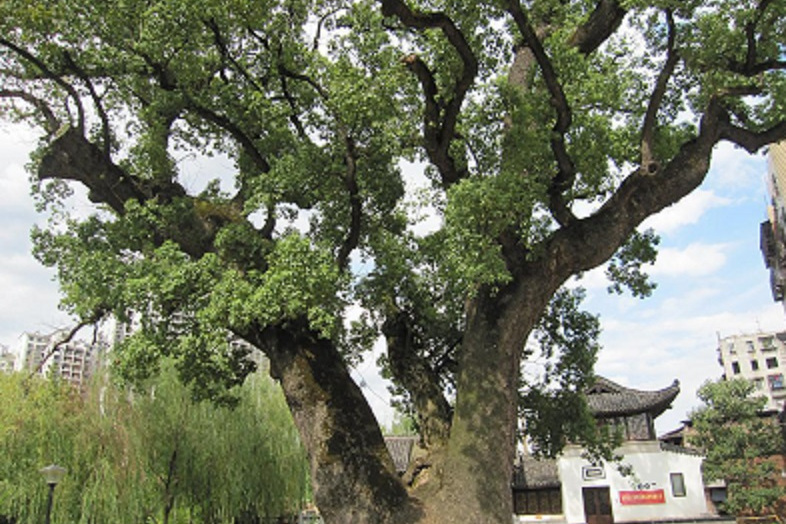 古樟公園 古樟公園