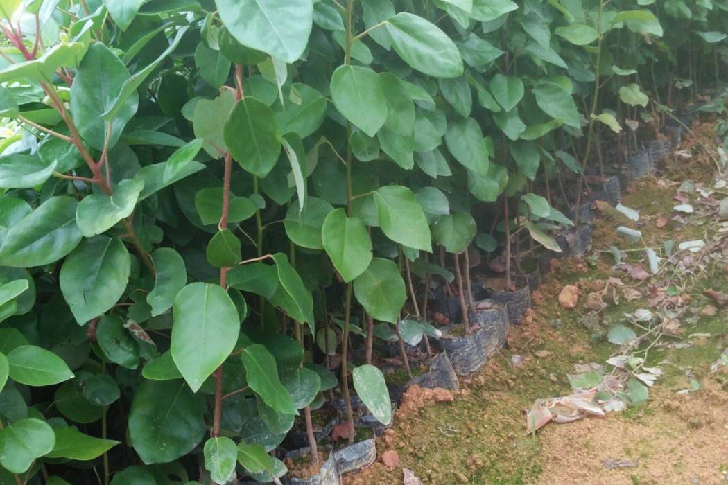 紅苞木01 紅苞木01