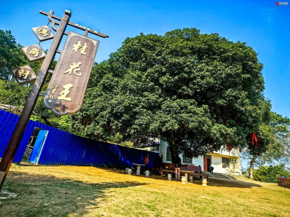 桂花王(武漢市新洲區舊街街桂花古樹“康熙桂”) 桂花王(武漢市新洲區舊街街桂花古樹“康熙桂”)