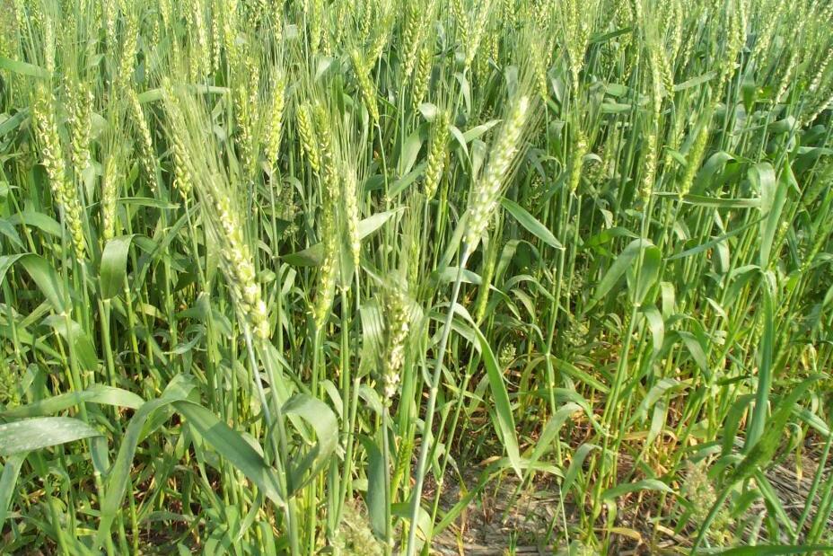 瑞華麥218 瑞華麥218