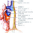 全肺切除術