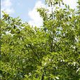 栓皮櫟(山毛櫸目殼斗科植物)