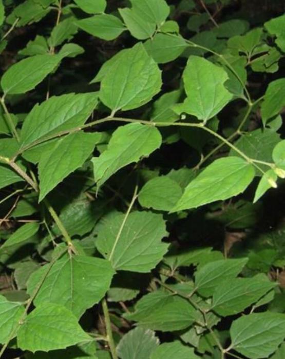異葉帚菊 異葉帚菊