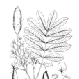 粗莖魚藤 粗莖魚藤