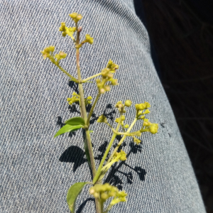 Danais microcarpa