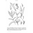 黃龍柳 黃龍柳