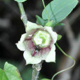 心葉黨參(桔梗科黨參屬多年生草本植物) 心葉黨參(桔梗科黨參屬多年生草本植物)