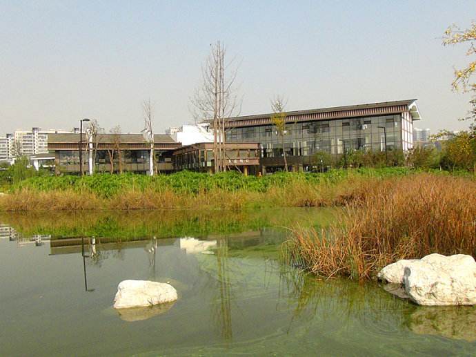 圖1. 生態修復前的錦城湖——藍藻飄蕩，水色混濁