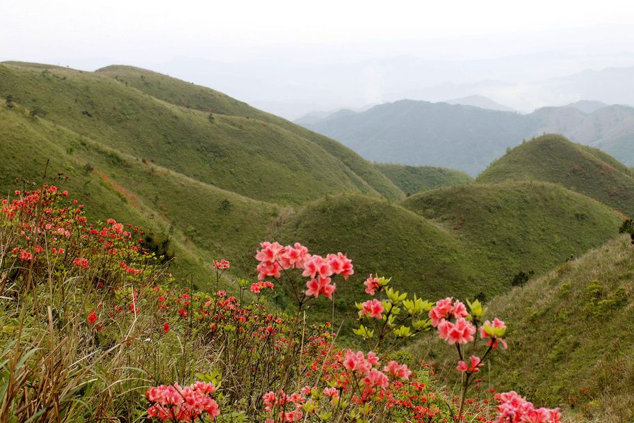 鹿背山 鹿背山
