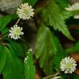 反萼銀蓮花 反萼銀蓮花