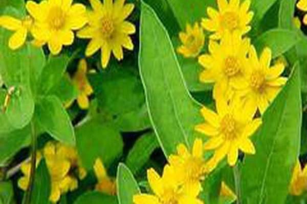 Melampodium divaricatum \x27Derby\x27 Melampodium divaricatum \x27Derby\x27