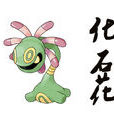 化石花 化石花