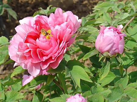 百花嬌艷 百花嬌艷