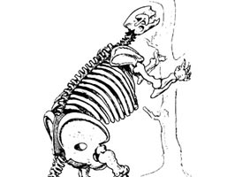 19世紀復原的一副大樹懶的骨胳