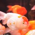 蛋種金魚
