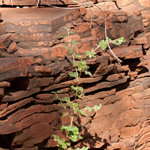 Androcalva luteiflora