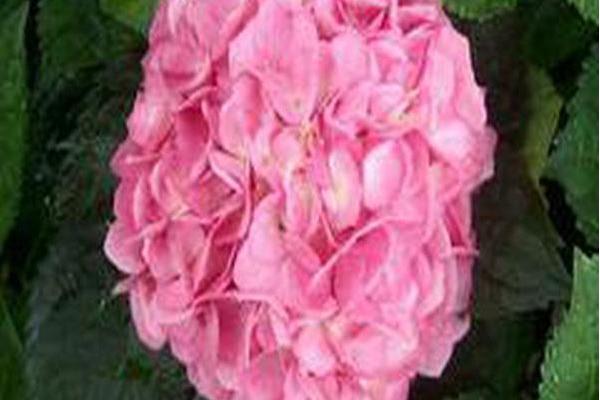 Hydrangea macrophylla \x27Merritt\x27s Supreme\x27 Hydrangea macrophylla \x27Merritt\x27s Supreme\x27