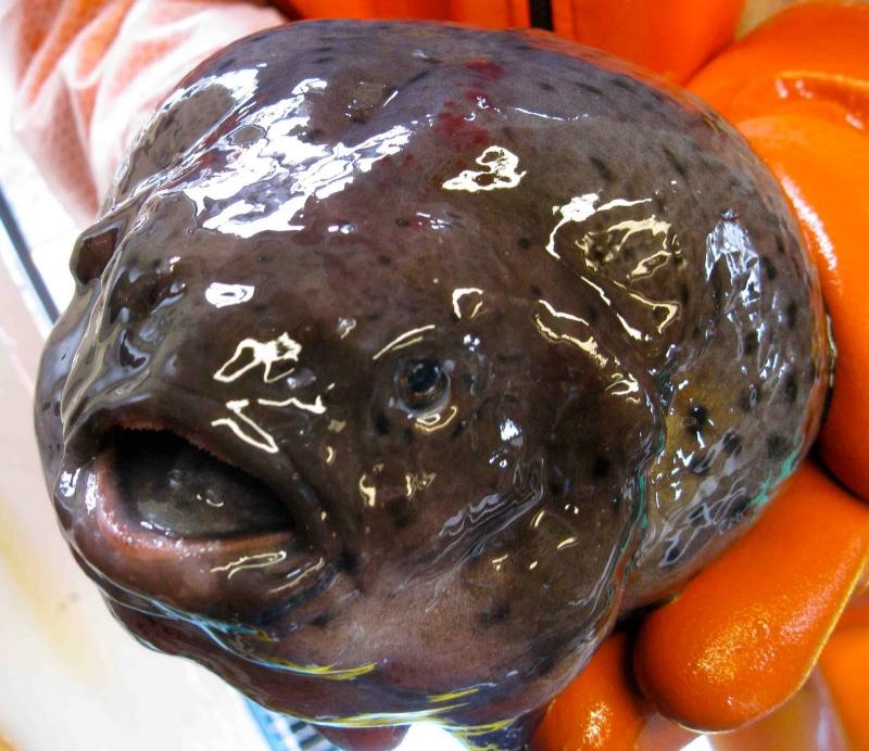 白令海圓腹魚