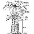 口足目 口足目