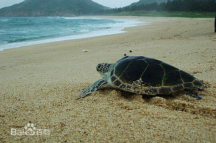 惠東海龜自然保護區