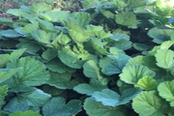 Geum \x27Fire Storm\x27