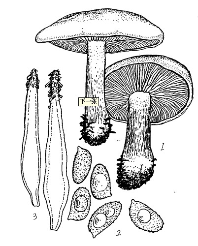 金舌囊蘑屬種類1