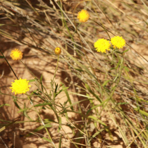 Rutidosis murchisonii