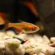 紅十字魚(黑十字魚) 紅十字魚(黑十字魚)