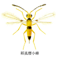 稻虱纓小蜂 稻虱纓小蜂
