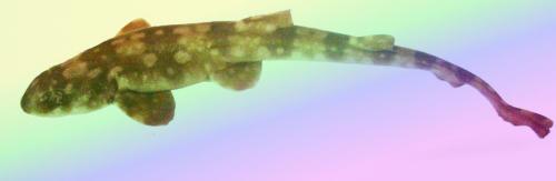 阿拉伯斑竹鯊