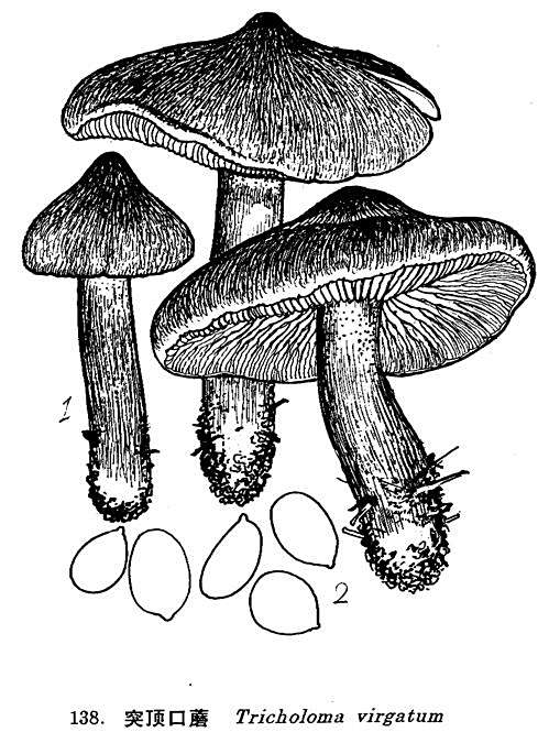 條紋口蘑 條紋口蘑