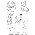 射陽魚蚤 射陽魚蚤