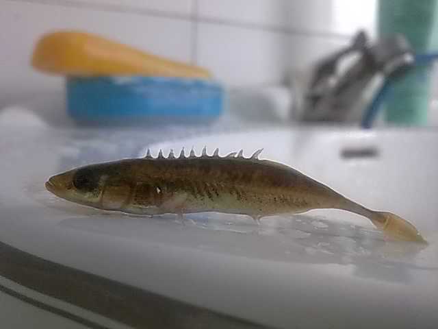 硬刺弓魚 硬刺弓魚