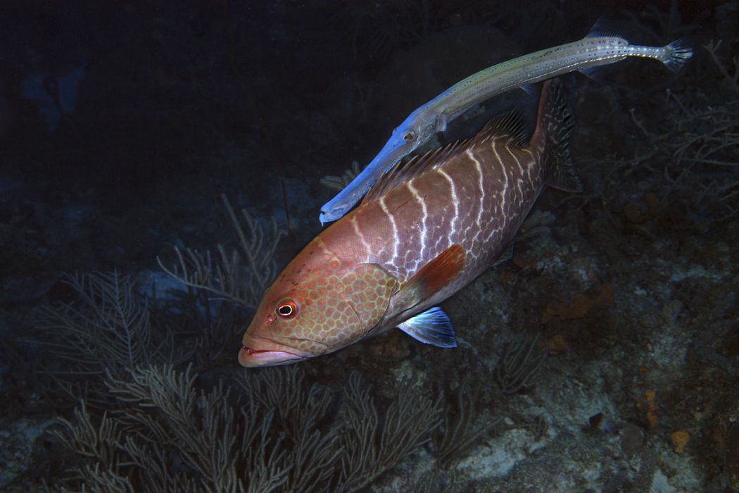 斑鼻魚 斑鼻魚