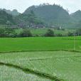 小堡村(貴州省黔東南州岑鞏縣小堡村) 小堡村(貴州省黔東南州岑鞏縣小堡村)