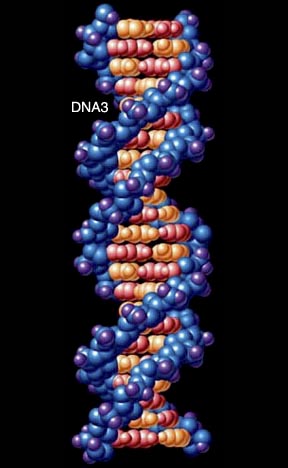 DNA雙螺旋