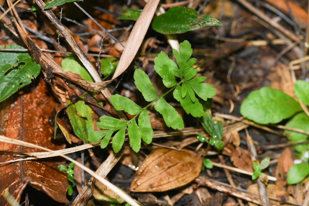 Anemia hispida