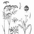 滇西澤芹 滇西澤芹