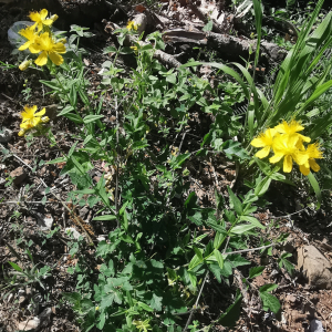 Hypericum perfoliatum