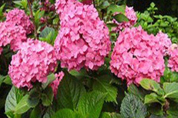 Hydrangea macrophylla \x27Alpenglühen\x27